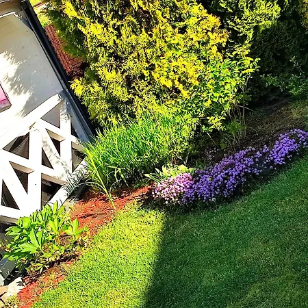 Seasunflowers * Gdynia